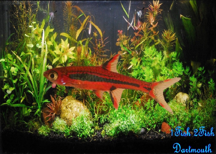 Chilli Rasbora "Boraras brigittae"