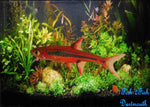 Chilli Rasbora "Boraras brigittae"