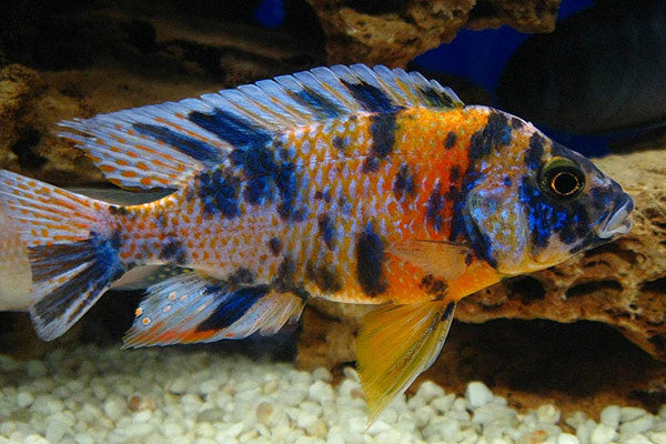 Nyassae Cichlid "Aulonocara nyassae"