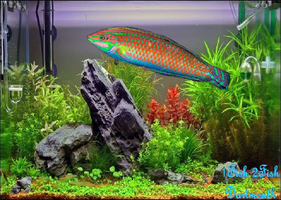 Christmas Wrasse "Halichoeres claudia"