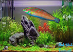 Christmas Wrasse "Halichoeres claudia"