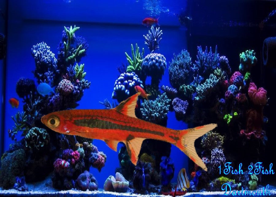 Chilli Rasbora "Boraras brigittae"