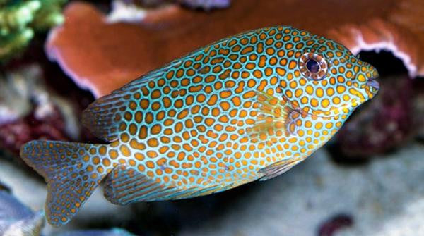Blue and Gold Rabbitfish "Siganus punctatus"