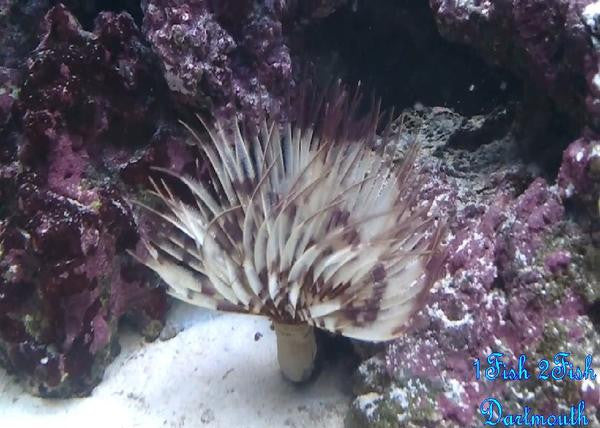 Feather Duster "Sabellatarte indica"