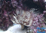 Feather Duster "Sabellatarte indica"
