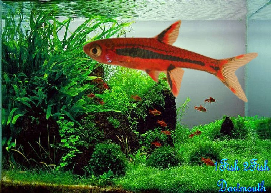Chilli Rasbora "Boraras brigittae"
