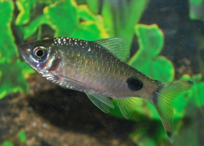 Black Spot Barb "Puntius filamentosus"