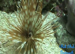 Feather Duster "Sabellatarte indica"