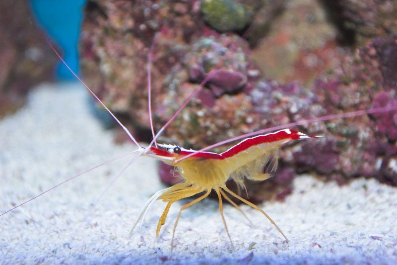 Scarlet Skunk Cleaner Shrimp "Lysmata amboinensis"