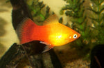 Platy Fish ''Xiphophorus maculatus''