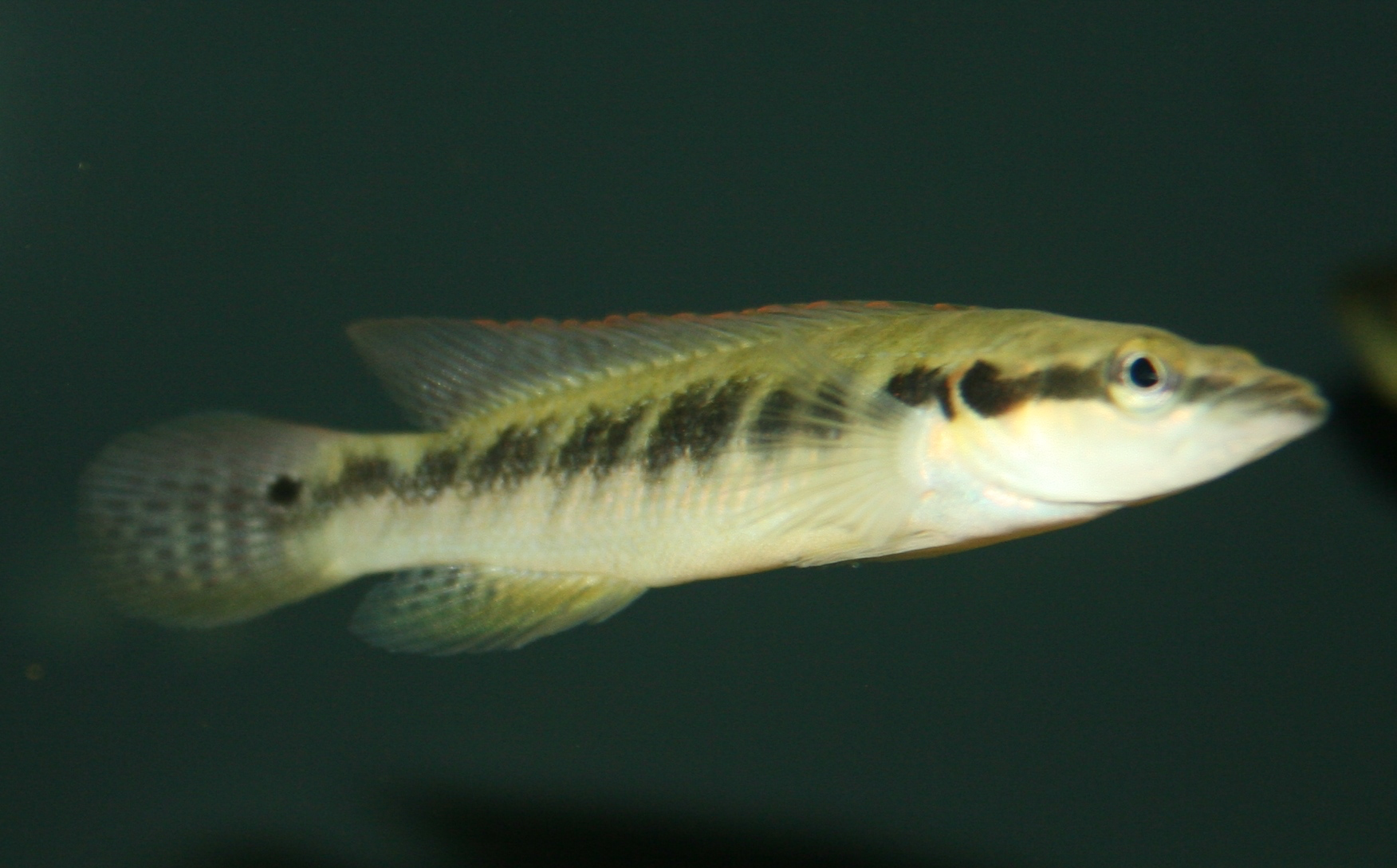 Belly Crawler Pike Cichlid "Crenicichla punctata"