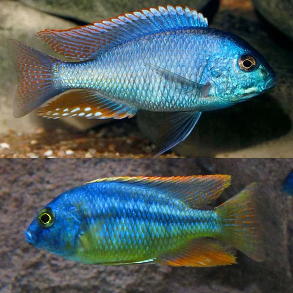 Malawi Bream Cichild