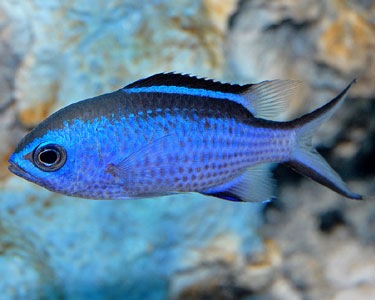 Blue Reef Chromis