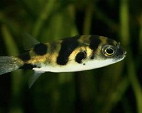 Amazon Puffer