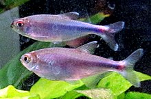 Cochu's Blue Tetra