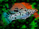 Molly Fish "Poecilia latipinna"