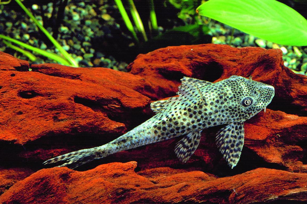 L 131  Pleco Squaliforma cf. emarginata   L131