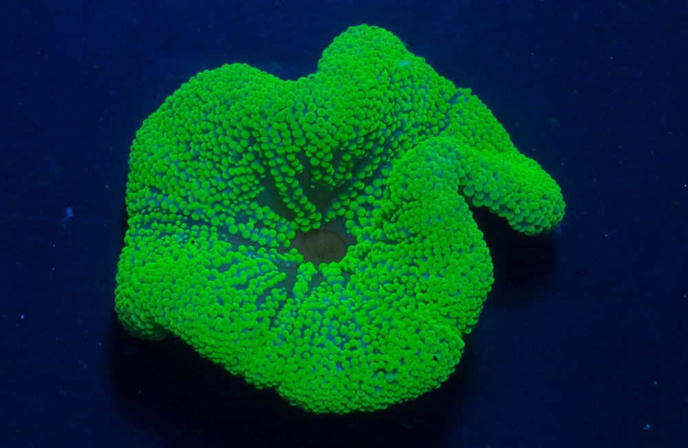 Haddon's Carpet Anemone (Stichodactyla haddoni)