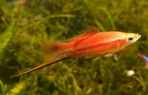 Platy Fish ''Xiphophorus maculatus''