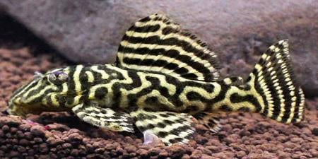 L340 Mega Clown Pleco