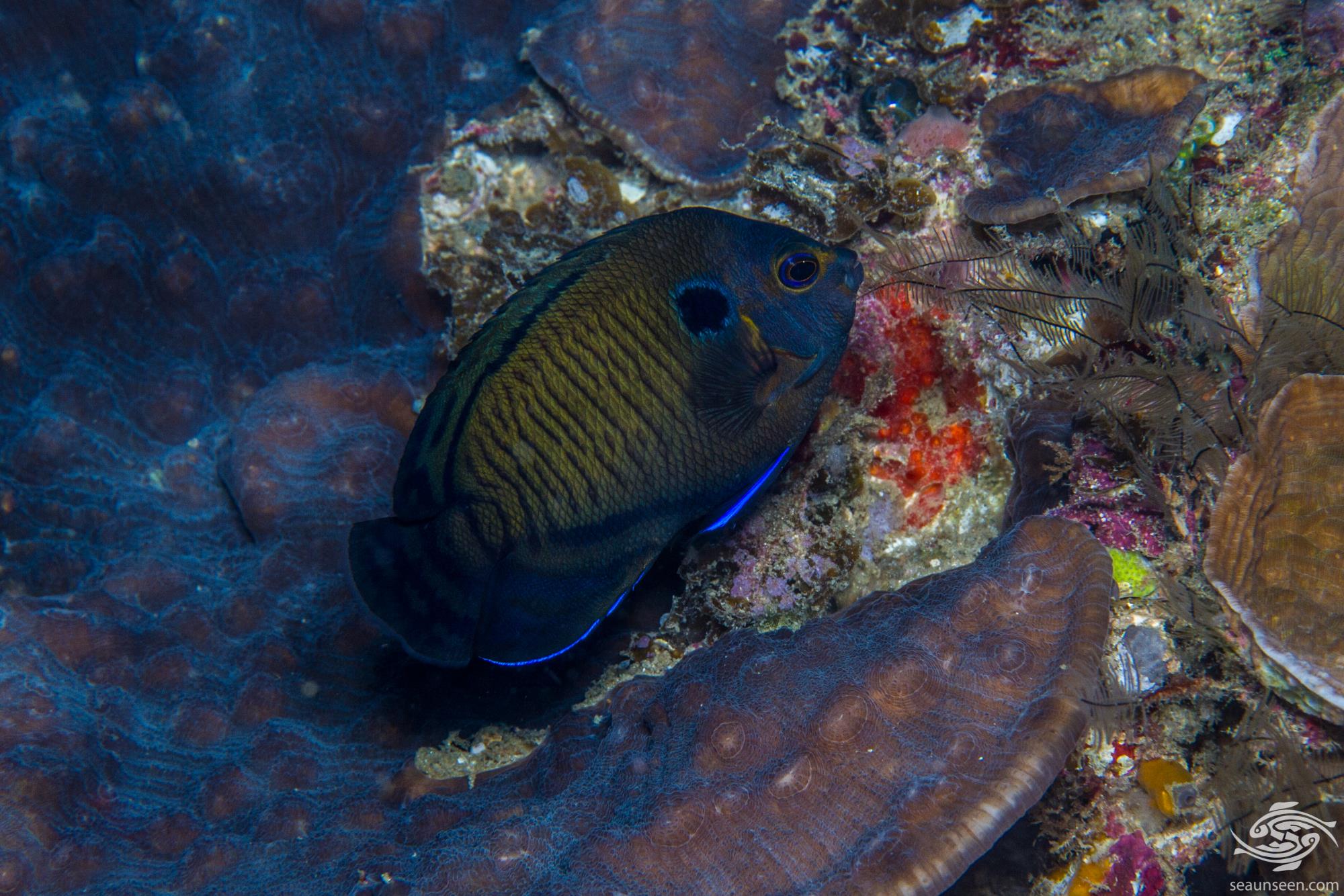 Bluefin Angelfish