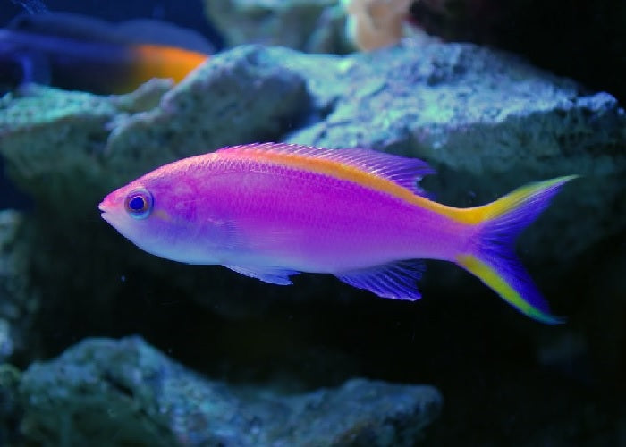 Purple Queen Anthias "Pseudanthias tuka"