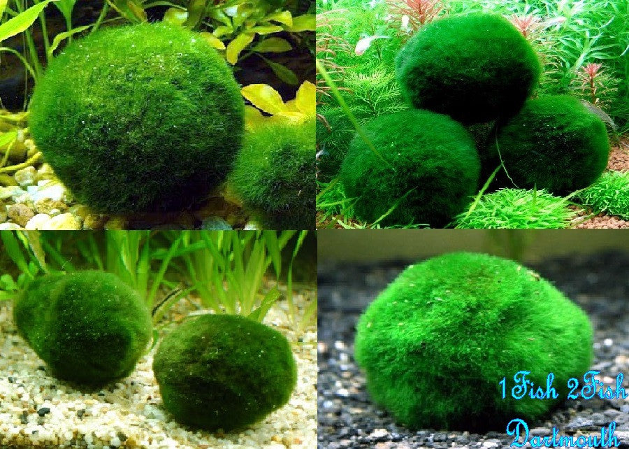 Moss Ball