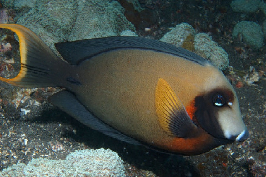 Mimic Tang  "Acanthurus pyroferus"