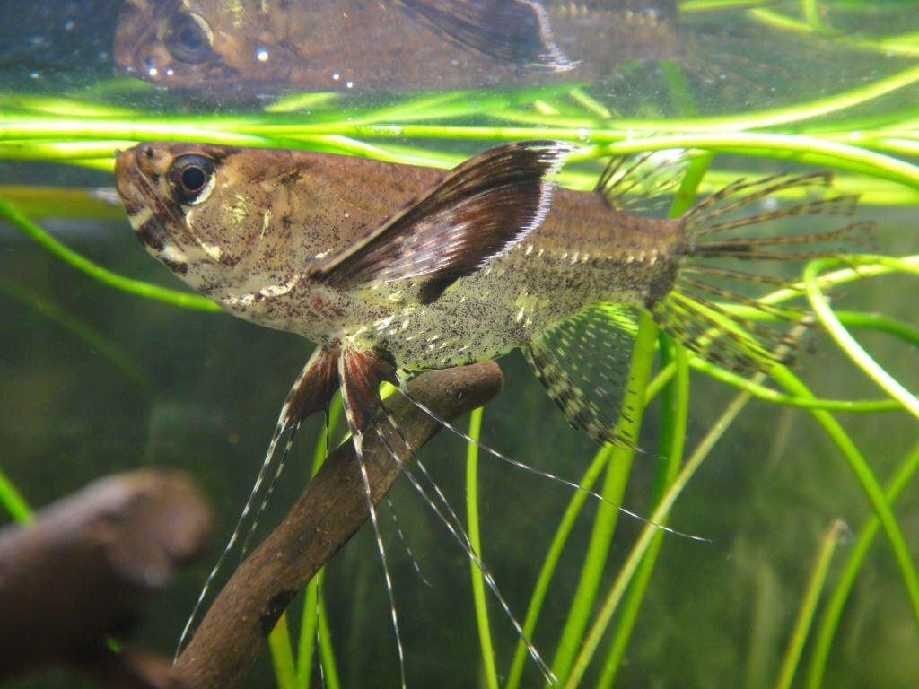African Butterflyfish "Pantodon buchholzi"