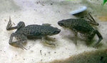 African Dwarf Clawed Frog "Hymenochirus boettgeri"