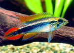 Agassiz's Dwarf Cichlids  "Apistogramma agassizii"