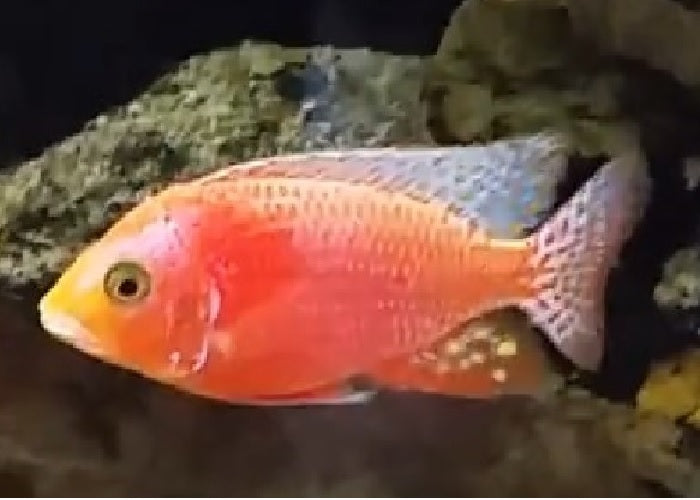 Peacock Cichlids "Aulonocara"