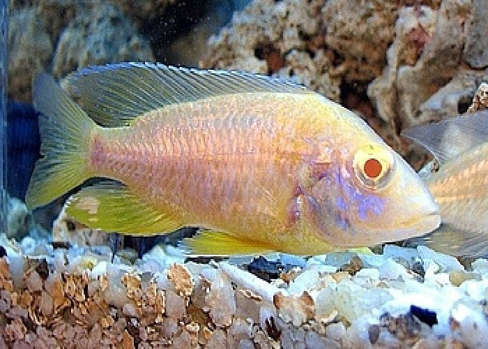 Peacock Cichlids "Aulonocara"