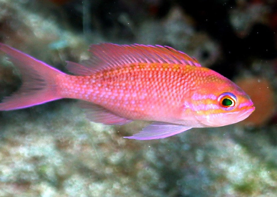Pink Lyretail Anthias ''Pseudanthias squamipinnis''- Male