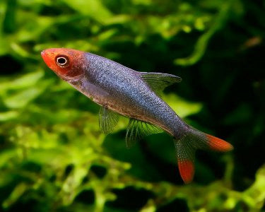 Asian Rummy Nose Rasbora "Sawbwa resplendens"