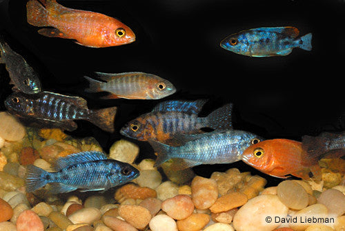 Peacock Cichlids "Aulonocara"