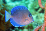 Atlantic Blue Tang "Acanthurus Coeruleus"