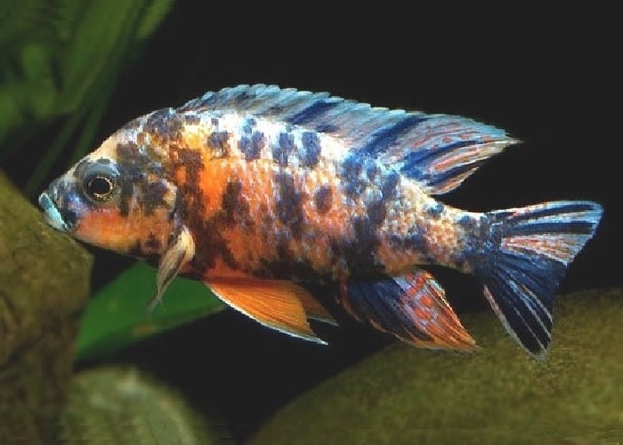 Peacock Cichlids "Aulonocara"