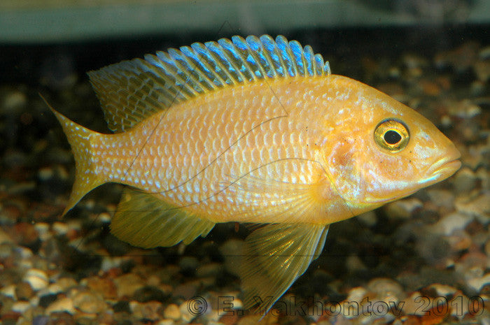 Nyassae Cichlid "Aulonocara nyassae"