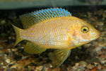 Nyassae Cichlid "Aulonocara nyassae"