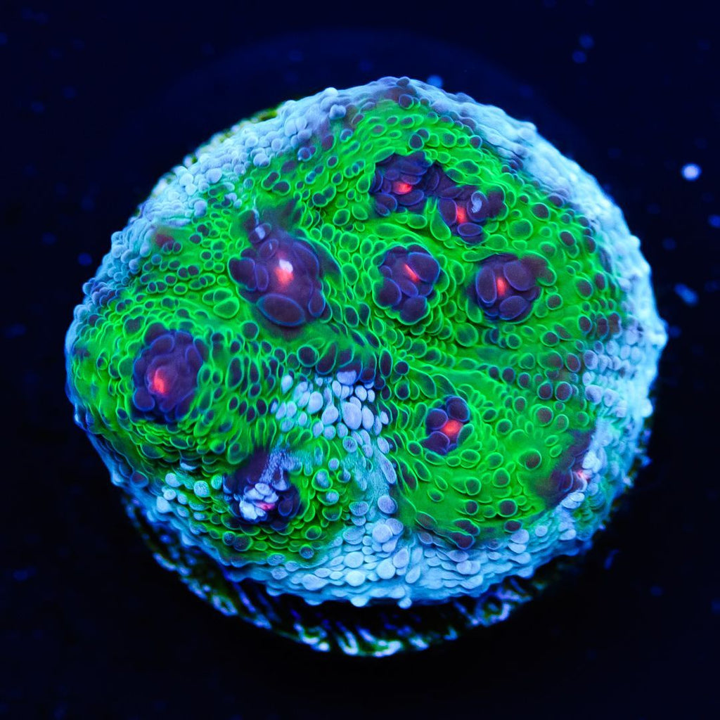 Avatar Challice Frag #173