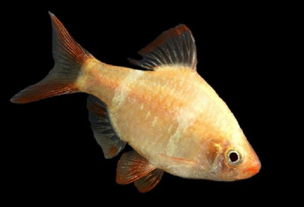 Golden Tiger Barb "Puntius tetrazona"