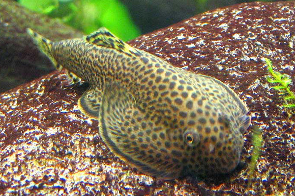 Tiger Hillstream Loach "Sewellia lineolata"