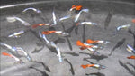 Guppy Fish "Poecilia reticulata"