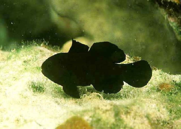 Black Clown Goby "Gobiodon strangulatus"