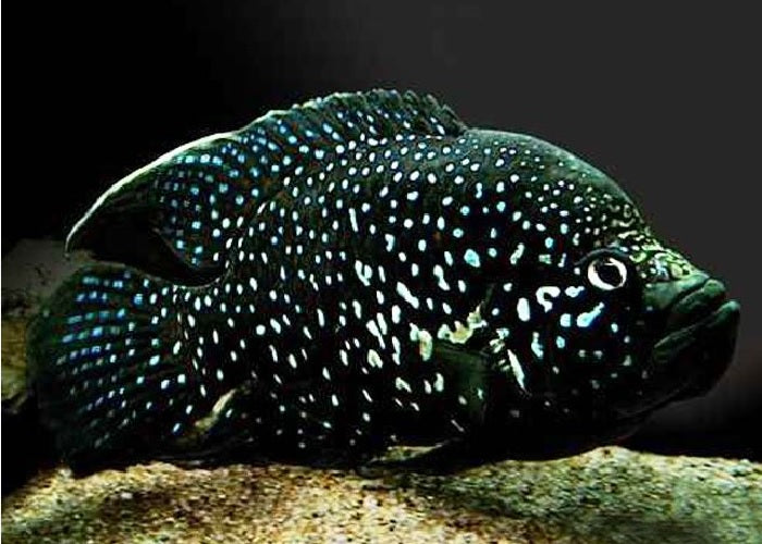 Black Diamond Cichlid "Paratilapia polleni"