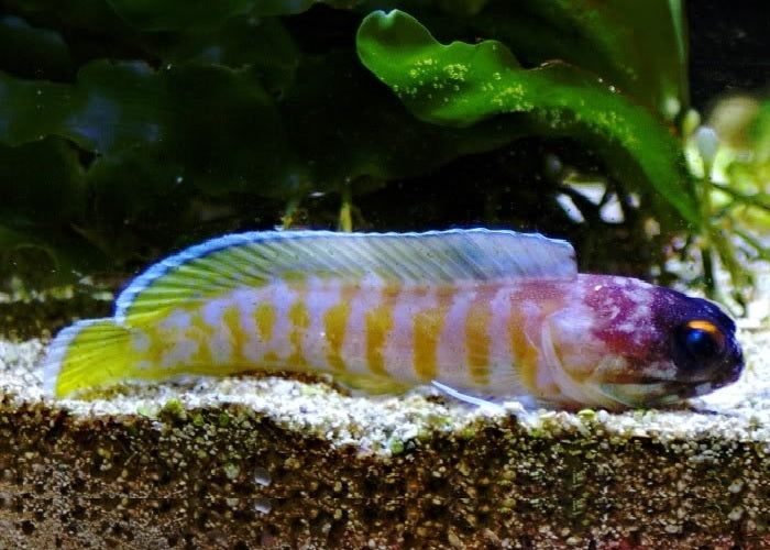 Black Cap Jawfish "Opistognathus randalli"