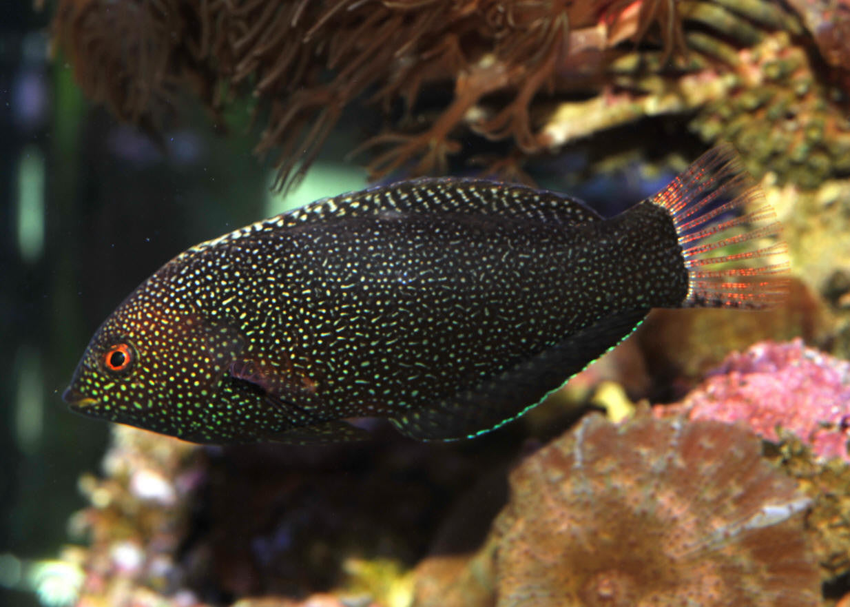 Leopard Wrasse "Macropharyngodon meleagris"