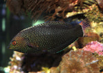 Leopard Wrasse "Macropharyngodon meleagris"