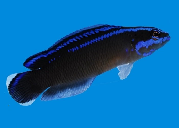 Black Neon Dottyback "P. springeri x P. aldabraensis